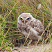 Burrowing owl in the wild