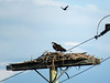 Osprey pair harassed by Red-winged Blackbird