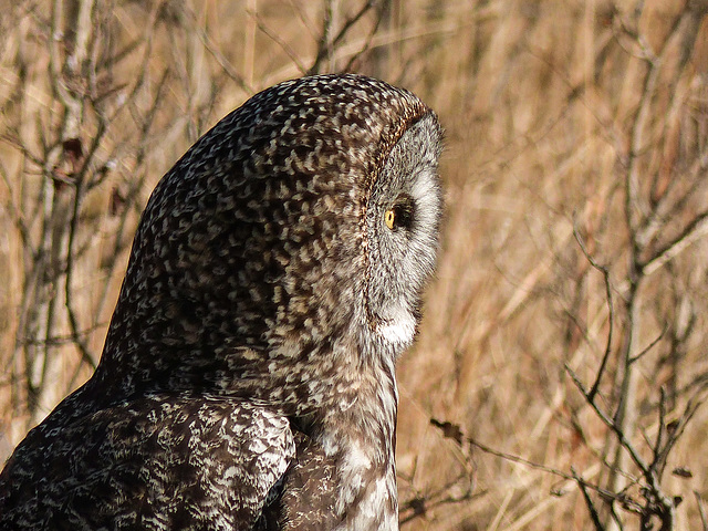 Great Gray Owl, side profile