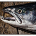 Kenai Silver Salmon