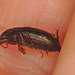 Beetle IMG_0990