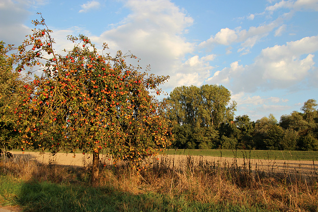 Apfelbäumchen auf der Pfälzer Rheinseite