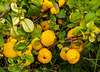 Autumn Fruit: The Curate's Quince