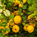 Autumn Fruit: The Curate's Quince