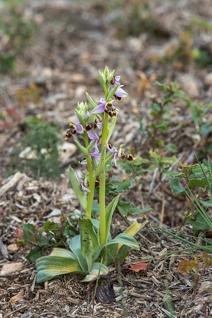 Ophrys scolopax - 2015-04-20--D4 DSC0330