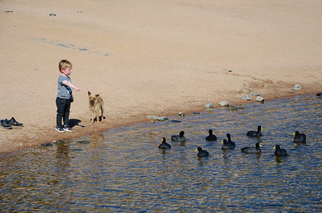 A children, a dog and the ducks