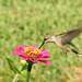 Rub-throated Hummingbird