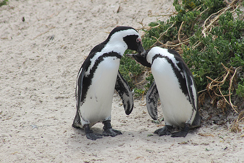 Another Penguin Couple