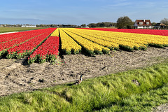 Tulips and duck