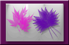 pink & purple leaves