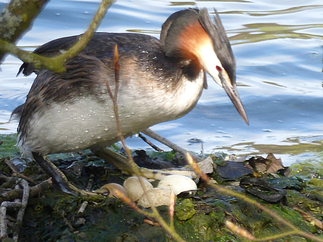 Great Crested Grebe and eggs