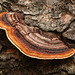 Rusty Gilled Polypore / Gloeophyllum sepiarium