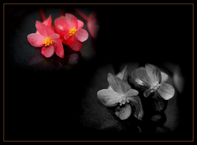 Nice Week to all ....Begonia albo-maculata