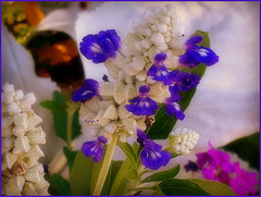 Salvia farinacea.........Passez une agréable journée *