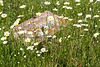 daisies and stone 2