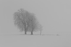 Zwei Nussbäume im Winterkleid