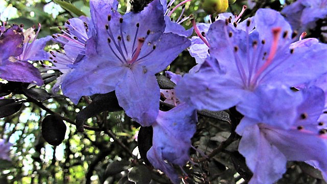 Azalea Bush Blooming..