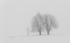 Zwei Nussbäume im Winterkleid