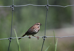 HFF with the song sparrow