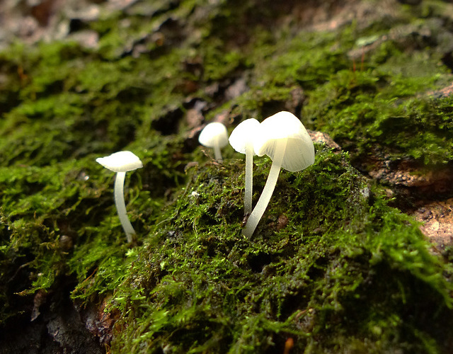 Tiny transluscent shrooms