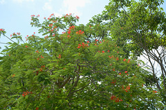 Mexico, Green and Red at Hacienda Mucuyche Park