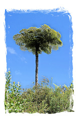 La plaine des Palmistes. Forêt de Bébour-Belouve ( 974, Ile de la Réunion) 21 novembre 2021.