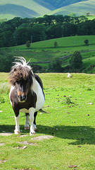 shetland pony - england