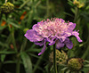 1 (106)...austria flower