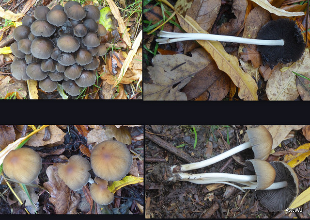 Fungi village! Any clue what they may be?