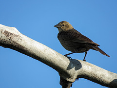 Brown-headed Cowbird / Molothrus ater