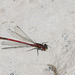 Red Damselfly on white stone
