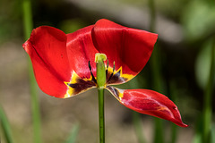 DOLE: Une tulipe.01