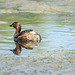 Grebe on Calm Waters