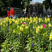 Lupins, and a Bus