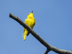 Yellow Warbler / Setophaga petechia