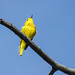 Yellow Warbler / Setophaga petechia