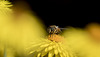 Bee on Strawflower