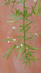 Asparagus aethiopicus