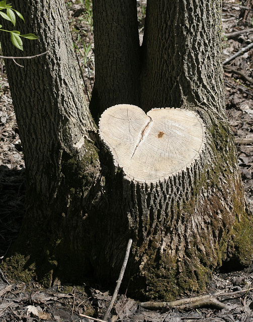 le coeur de l'arbre / Tree's heart