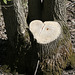 le coeur de l'arbre / Tree's heart