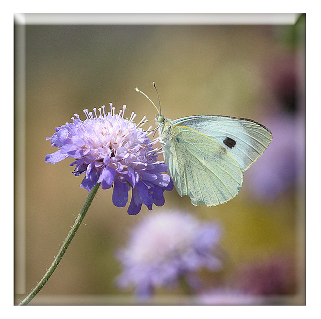 Small White butterfly on Scabious - Birling Gap - 9.7.2018