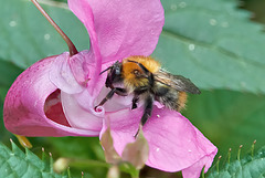 Bee on Balsam