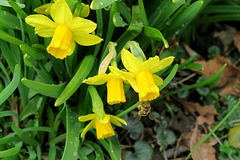 IMG 7808-001-Blooms & Bee