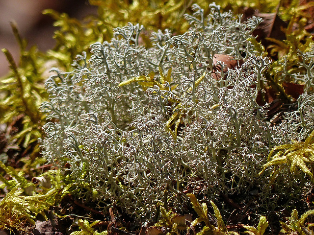 Day 7, lichen, Tadoussac, Quebec