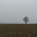 A Tree in a Field, with Rain