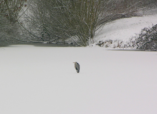 Reiher auf Schnee bedecktem Teich