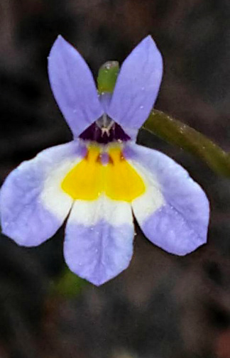 Wildflower: viola?