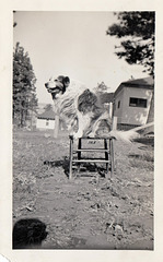 Dad's dog Spot, 1930s