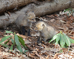 renardeaux / little foxes