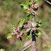 Apfelblüte - fleur de pommier - apple blossom